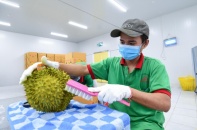 Ngành sầu riêng vào giai đoạn bản lề, lấy chất lượng làm “tấm hộ chiếu mới”