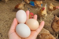Giá trứng lao dốc, người chăn nuôi mắc kẹt trong vòng xoáy thua lỗ