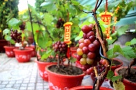 Mướt mắt trái cây “Xứ Phan”  thành kiểng Tết tại Sài Gòn 