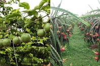 Mảng trái cây mang về hơn 3.400 tỷ đồng cho Hoàng Anh Gia Lai