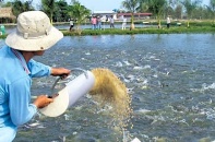 Doanh nghiệp cá tra ra sức đầu tư vào vùng nuôi