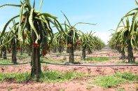 Hoàng Anh Gia Lai đăng ký thoái 60 triệu cổ phiếu tại HAGL Agrico