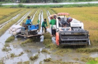 Xuất khẩu gạo: Mâu thuẫn ý kiến giữa các doanh nghiệp, số liệu giữa các bộ, ngành