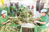Nhiều hợp tác xã công nghiệp, tiểu thủ công nghiệp tại TP.HCM hoạt động không hiệu quả