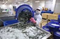 Hoa Kỳ bỏ áp thuế chống bán phá giá với tôm nhập từ Minh Phú 
