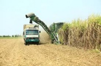 Tổng cục Hải quan hướng dẫn áp thuế  chống bán phá giá tạm thời với đường từ Thái Lan