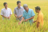 Lộc Trời thu về hơn 1.500 tỷ đồng doanh thu từ thuốc bảo vệ thực vật