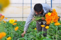 TP.HCM sẽ đón nhận, phân phối mặt hàng hoa từ Lâm Đồng và các địa phương 