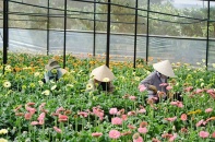 TP.HCM sẽ mở cửa chợ hoa Đầm Sen trong 3 ngày, hỗ trợ tiêu thụ hoa Đà Lạt