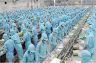 IDI Seafood thu hơn 1.722 tỷ đồng từ bán hàng hoá, thành phẩm cá tra 