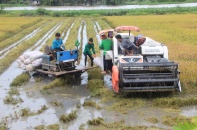 Mức tăng doanh thu mảng lương thực của Lộc Trời gấp 7 lần thuốc bảo vệ thực vật