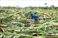 Tháo gỡ rào cản để phát triển bảo hiểm nông nghiệp