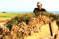 Sắp kiểm tra được tỏi Lý Sơn "xịn" bằng điện thoại 