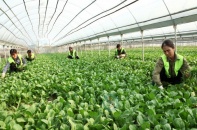 Đẩy mạnh liên kết, hợp tác giữa hợp tác xã với doanh nghiệp và các thành phần kinh tế khác