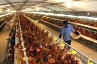 Quảng Nam: Xử lý cán bộ sai phạm trong vụ cấp gà sai đối tượng