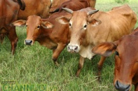 Đầu tư 3.600 tỷ đồng nuôi bò ở Bình Định