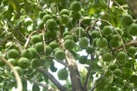 Trồng mắc ca để bán chủ yếu cho Trung Quốc?