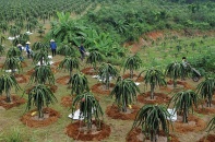 Trận đánh lớn" mang tên FTA - Bài 3