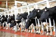 TH true MILK khẳng định không bị cưỡng chế hải quan vì nợ thuế