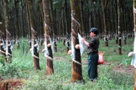Phó Thủ tướng: Năm 2015, Tập đoàn Công nghiệp Cao su phải hoàn thành cổ phần hóa 