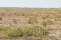 Hàng triệu héc-ta đất nông lâm trường bị “phát canh thu tô”