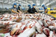 Xuất khẩu cá tra 2015 có thể đạt 1,7 tỷ USD, giảm so với năm 2014