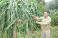 "Vua" thanh long vùng Tây Bắc