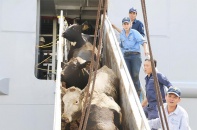 Hơn 2.000 “nàng bò” của Vinamilk từ Mỹ về trang trại Tây Ninh