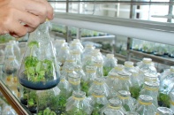Lãi suất cho vay nông nghiệp công nghệ cao: Doanh nghiệp muốn giảm thêm nhưng không dễ