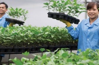 Lãnh đạo Đức Long Gia Lai, Nafoods và nhiều doanh nghiệp tiếp tục gom thêm cổ phần 