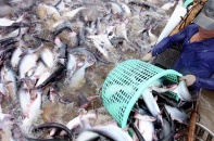 Việt Nam đang rất nỗ lực chống khai thác thủy sản bất hợp pháp - IUU