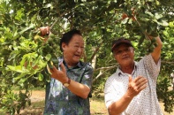 Trồng mắc ca lấy hạt "nữ hoàng quả khô", nông dân bán "sướng hơn đi bán vàng"
