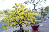 Hoa mai, hoa đào khoe sắc giữa lòng Sài Gòn