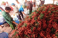 Xuất khẩu nông sản có dấu hiệu hồi phục