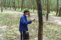 Cổ phần hóa nông - lâm trường quốc doanh: Lo thất thoát “khủng”