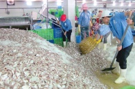 Doanh nghiệp chế biến thủy sản tại Thanh Hóa ‘đói’ nguyên liệu