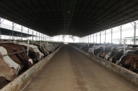 Ông lớn ngân hàng đầu tư vào nông nghiệp