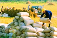 PAN Food JSC cung ứng gạo đóng gói cao cấp