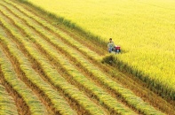 Đồng bằng sông Cửu Long tận dụng ưu thế về nông nghiệp