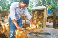 Nông sản rộng đường sang Hàn Quốc