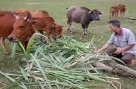 Lời giải cho các dự án xoá đói, giảm nghèo