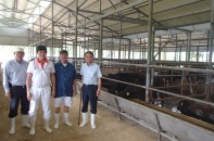 Doanh nhân Đặng Văn Thành: Đại gia ngân hàng duyên nợ với... bò Kobe