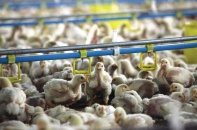 Vốn ngoại chảy vào thực phẩm sạch