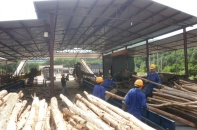 Cổ phần hóa để gọi vốn vào lâm nghiệp Quảng Ninh