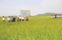 Nông nghiệp Quảng Ninh: Liên kết “4 nhà” cần chặt chẽ hơn