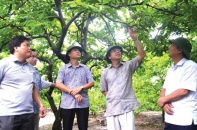 Quảng Ninh hình thành khu nông nghiệp ứng dụng công nghệ cao