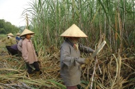 Ngành mía đường: Khó chồng thêm khó