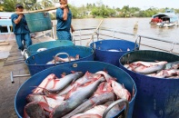 “Dẹp loạn” quy hoạch (bài 2): Khôi hài chuyện quy hoạch cả con cá, con tôm
