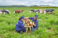 Vinamilk đạt chứng nhận trang trại bò sữa Organic đầu tiên tại Việt Nam
