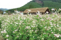 Chắp cánh thương hiệu hoa Hoành Bồ (Quảng Ninh)